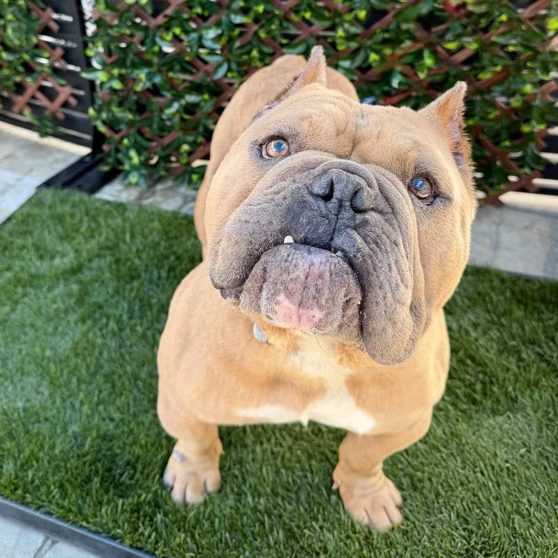 An adult medium-sized male American Bulldog dog named Pikachu for adoption in Los Angeles, CA