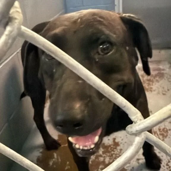 An adult medium-sized male Black Mixed Breed dog named Lawrence for adoption in Gadsden, AL