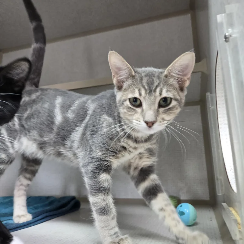 A young medium-sized male Domestic Short Hair cat named Dolphin for adoption in Graham, TX