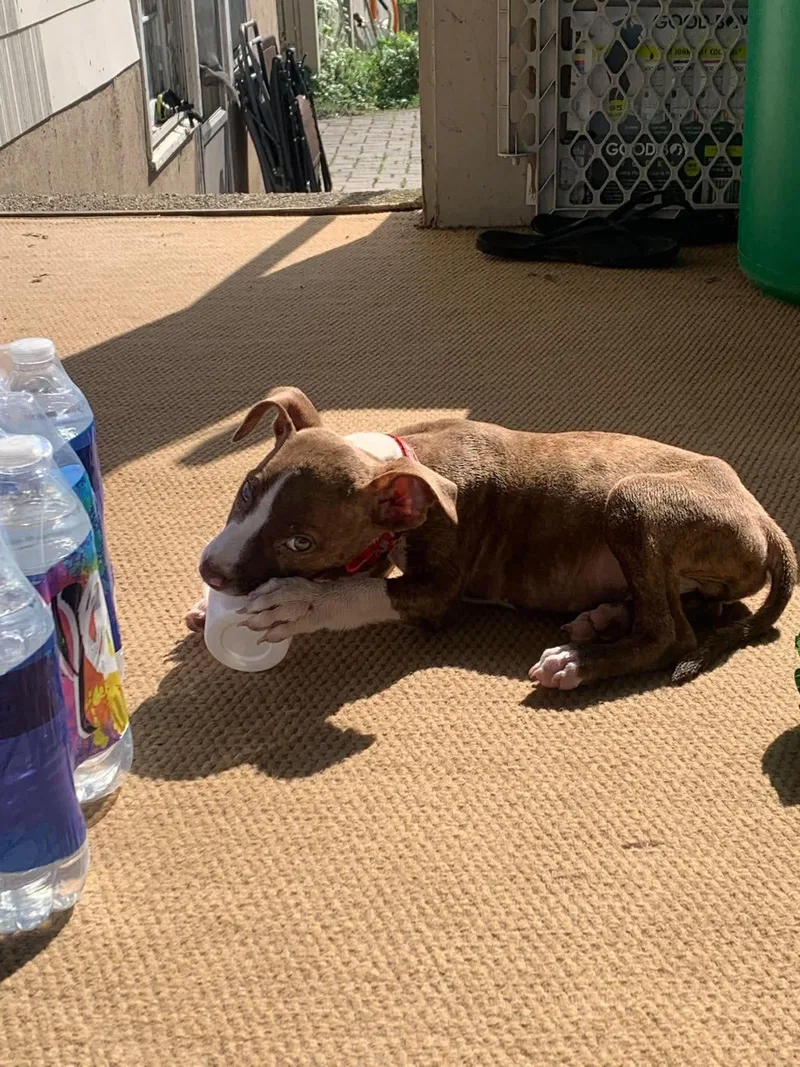 A baby medium-sized male Pit Bull Terrier dog named Eric for adoption in Carmel, NY