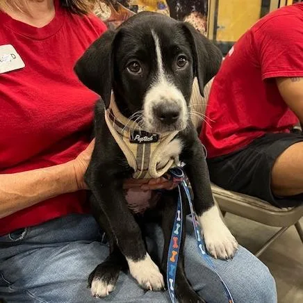 Mrs. Puff thumbnail 2