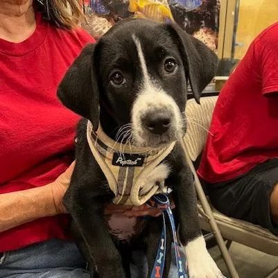 Mrs. Puff thumbnail 3