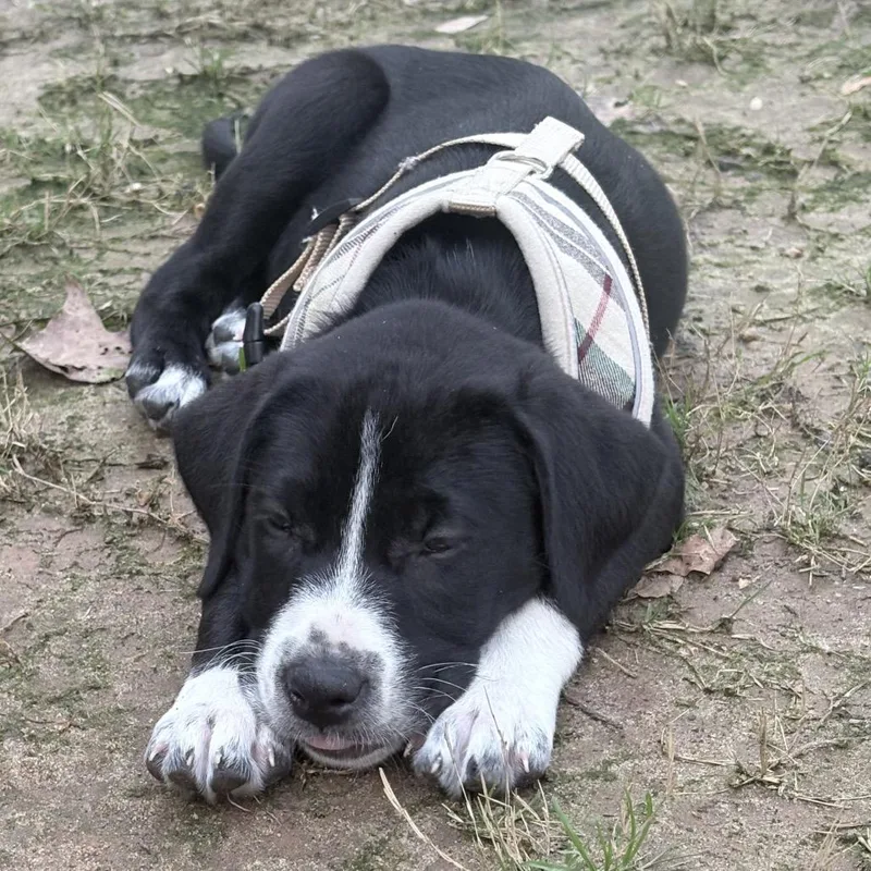 Mrs. Puff thumbnail 4