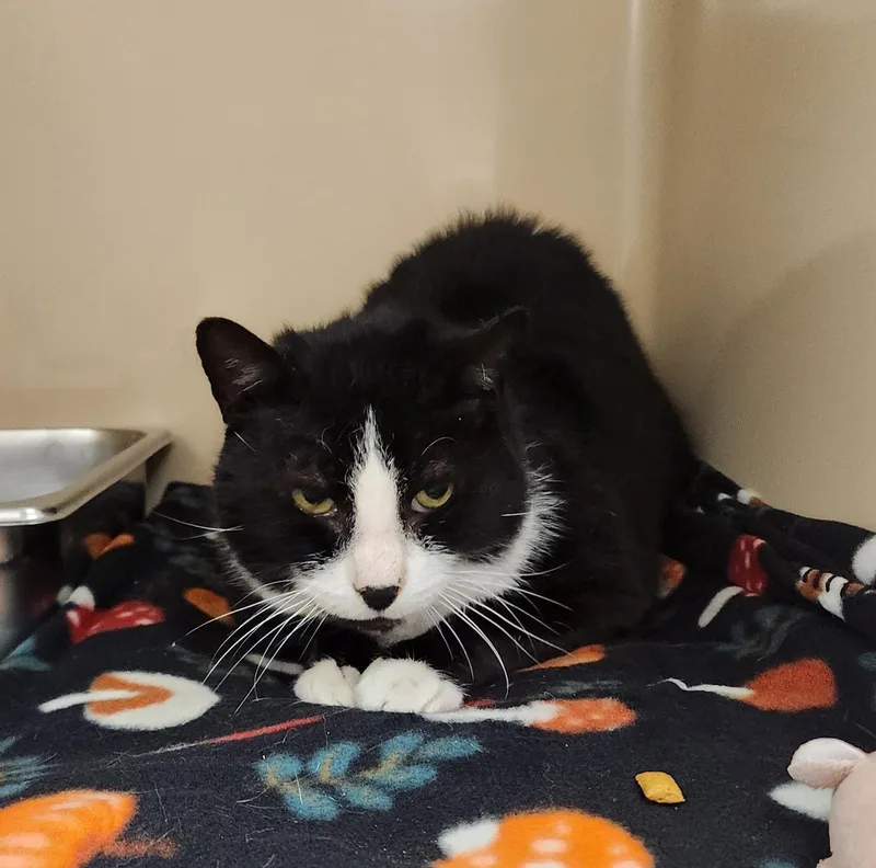 An adult medium-sized male Black & White / Tuxedo Domestic Short Hair cat named Antony for adoption in Clayton, NJ