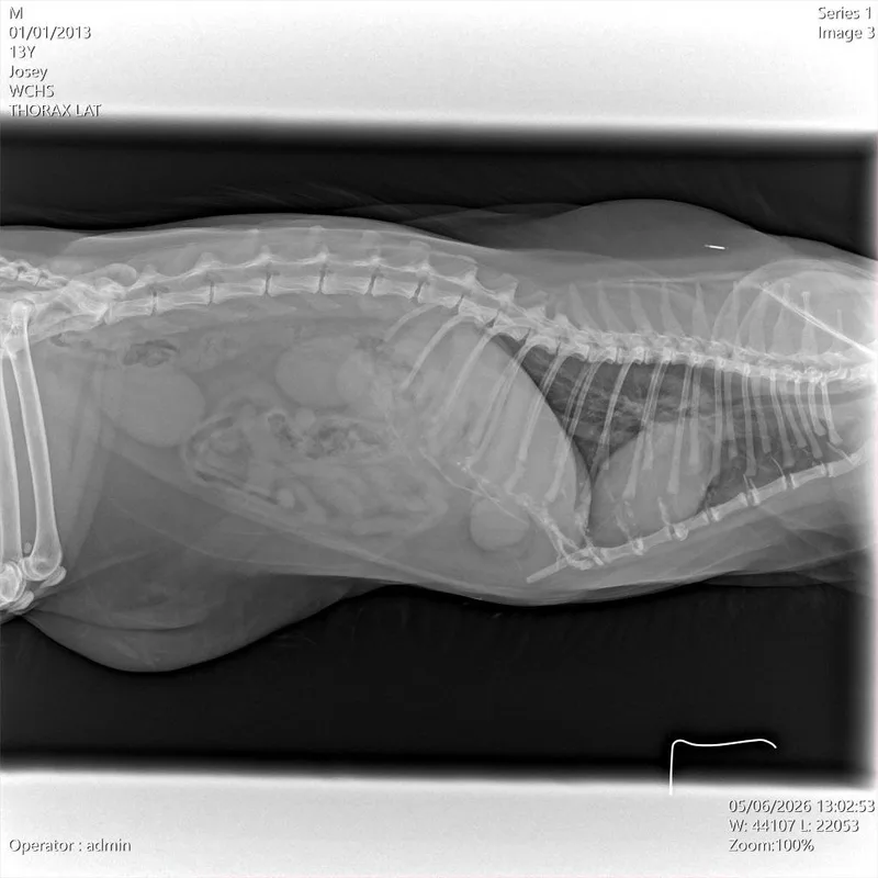 A senior large-sized male Domestic Short Hair cat named Josey for adoption in Berlin, MD