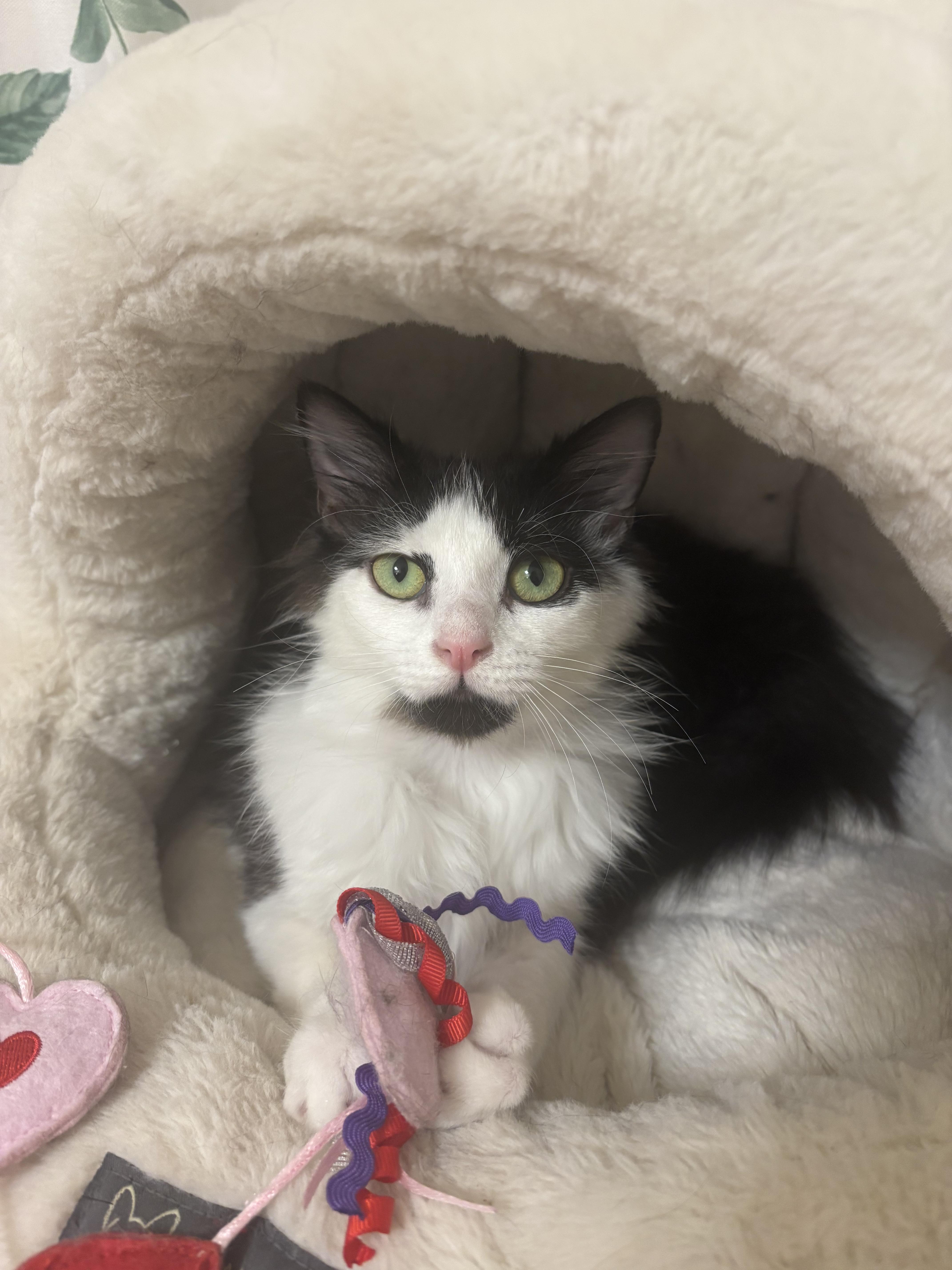 A young small-sized male Black & White / Tuxedo Domestic Medium Hair cat named Scary Movie for adoption in Columbia, SC
