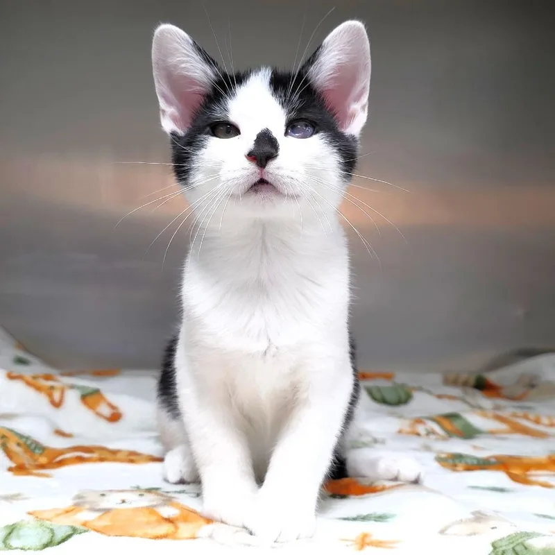 A baby small-sized male White Domestic Short Hair cat named Confetti for adoption in Michigan City, IN