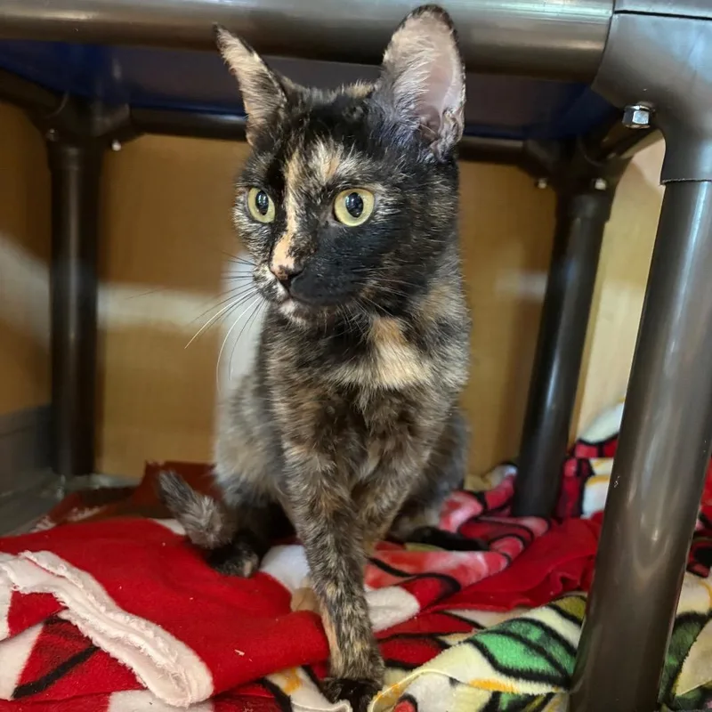 An adult medium-sized female Black Domestic Short Hair cat named Creole for adoption in Chesapeake, VA