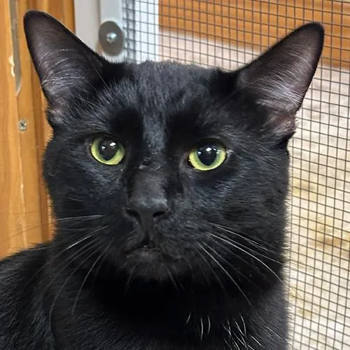 A young medium-sized male Black Domestic Short Hair cat named Max for adoption in Crystal Lake, IL
