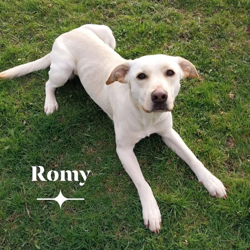 Romy