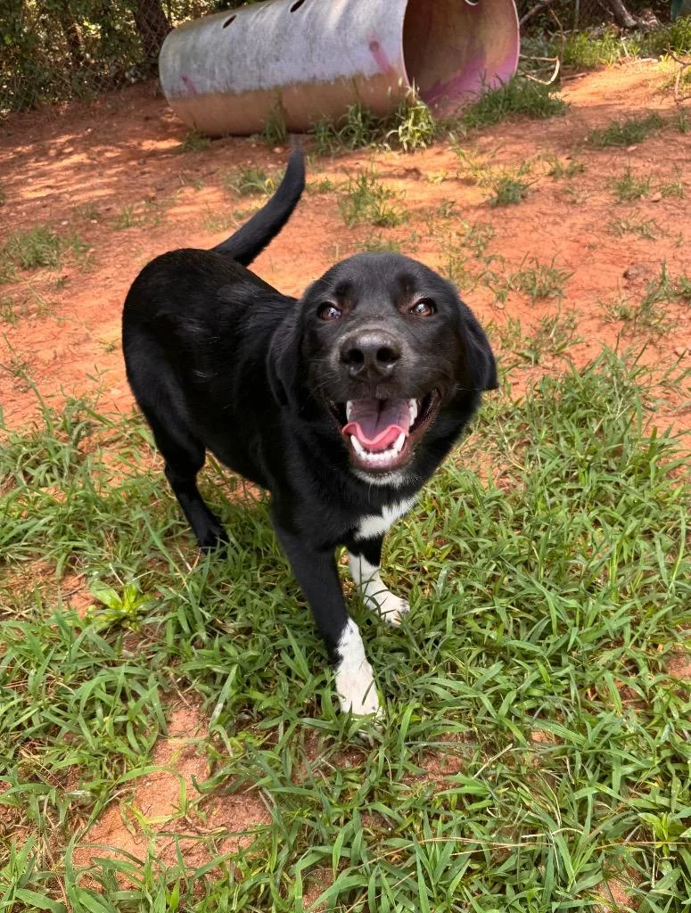 Bindi