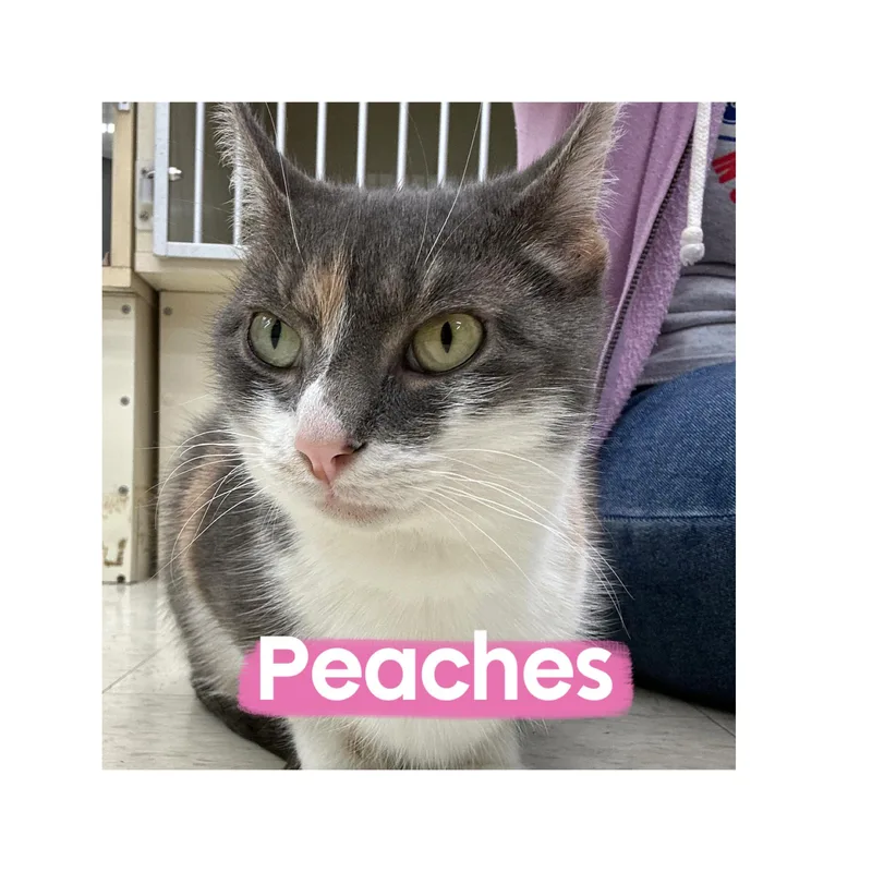 Peaches thumbnail 2