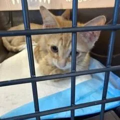 Marmalade