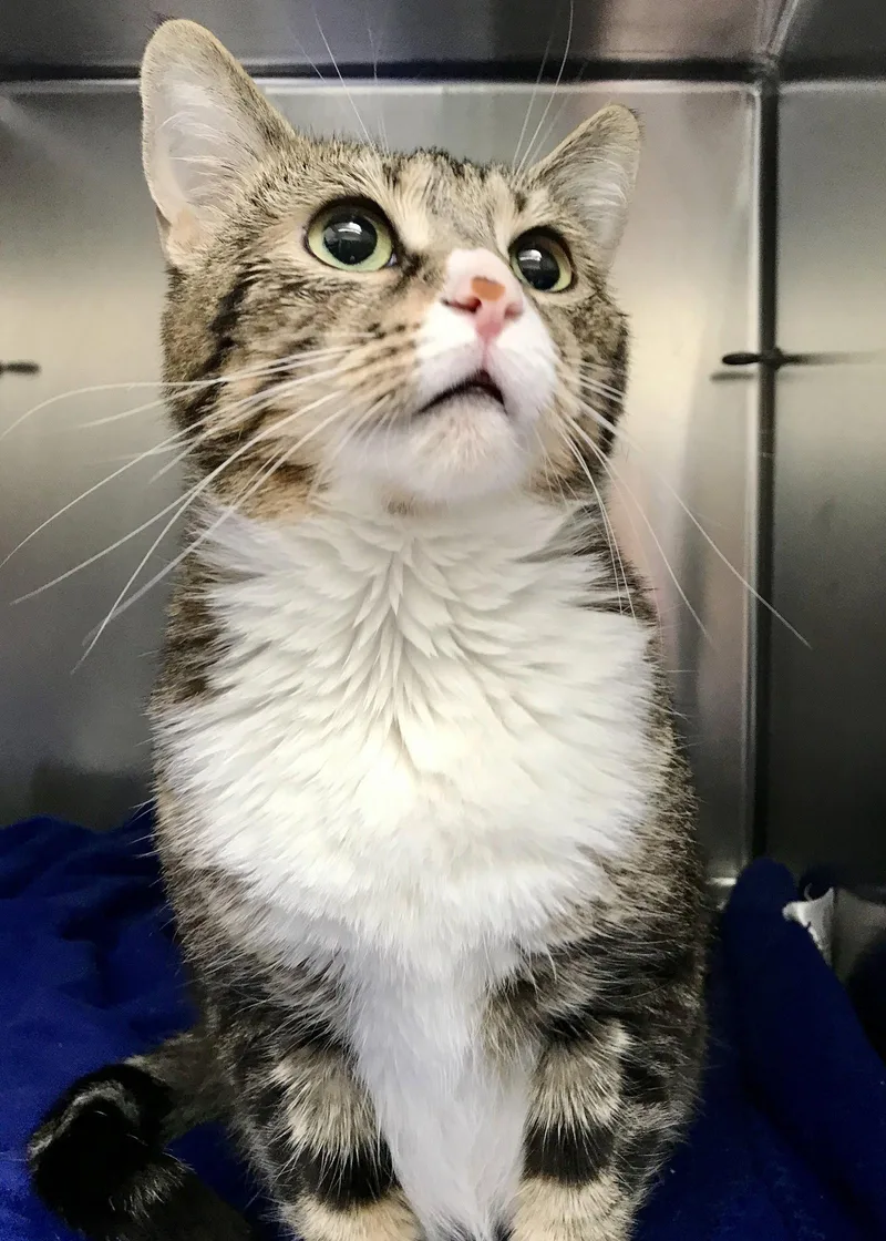 An adult small-sized female Brown / Chocolate Domestic Short Hair cat named Isabel for adoption in Oakland, CA