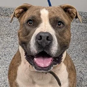 An adult large-sized male Mixed Breed dog named Hugo for adoption in Greenville, SC