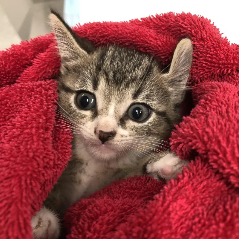 A baby small-sized female Brown / Chocolate Domestic Short Hair cat named Marble for adoption in Oak Park, IL