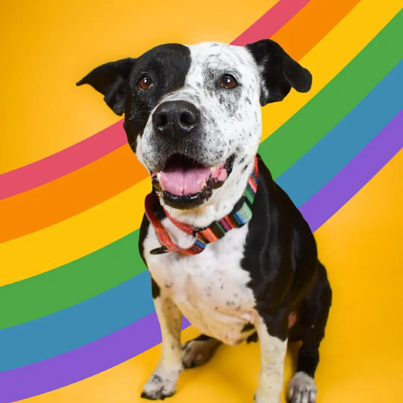 Quesadilla thumbnail 5