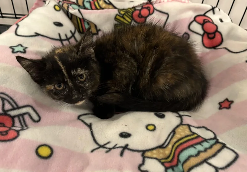 A baby small-sized female Tortoiseshell cat named Marisol for adoption in Seaford, NY