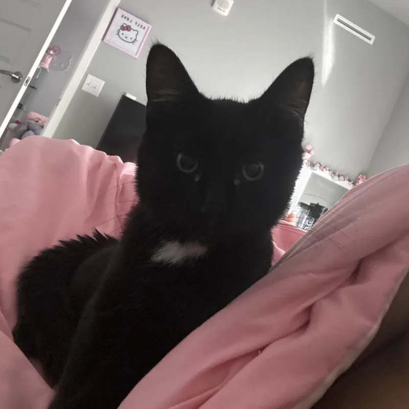 A young small-sized male Black American Shorthair cat named Jeff for adoption in Rochester, MN