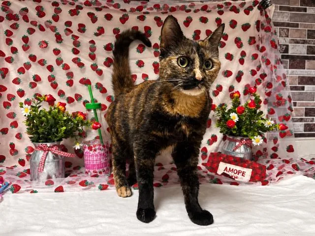 An adult medium-sized female Domestic Short Hair cat named Sylvie for adoption in Fairfield, CA