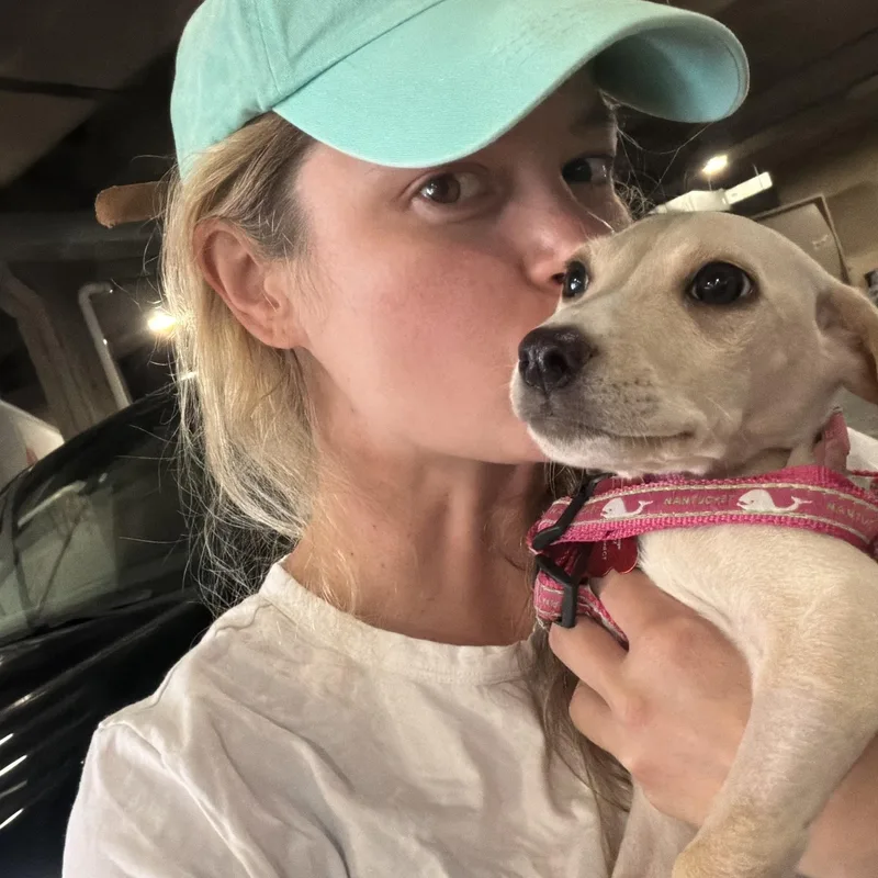 A baby medium-sized female Yellow / Tan / Blond / Fawn Yellow Labrador Retriever dog named Blondie for adoption in Stamford, CT