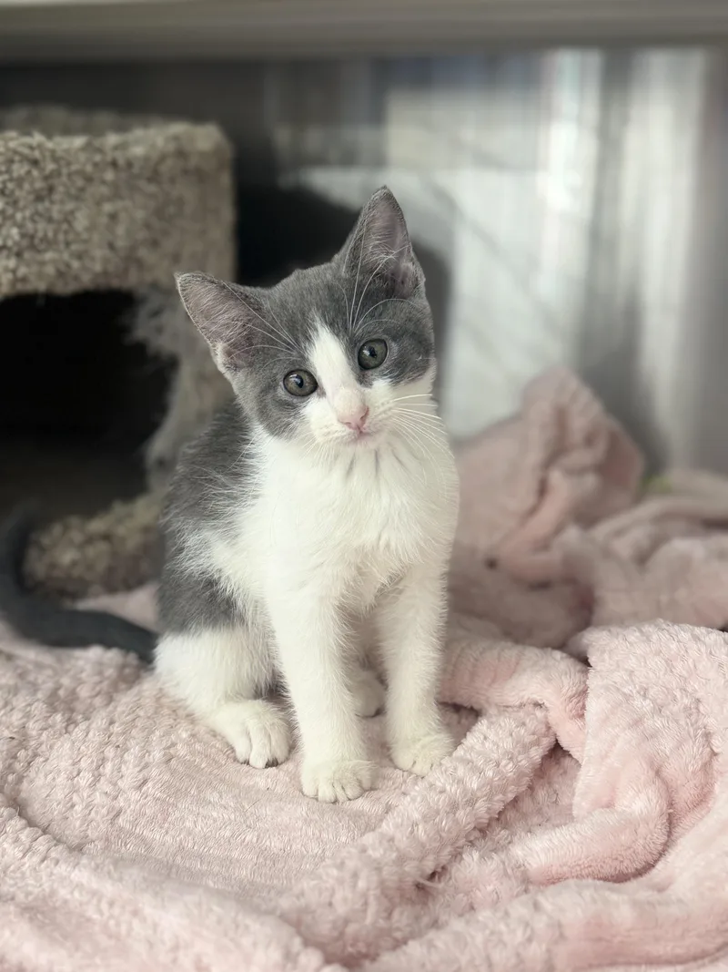 A baby medium-sized female Gray & White Domestic Short Hair cat named Wanda for adoption in Magnolia, TX