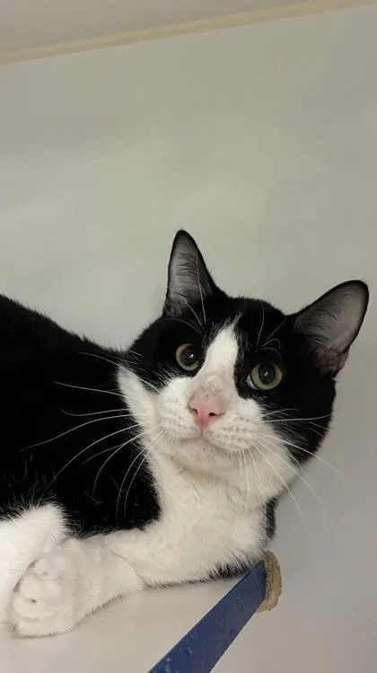 Pork Rind thumbnail 2