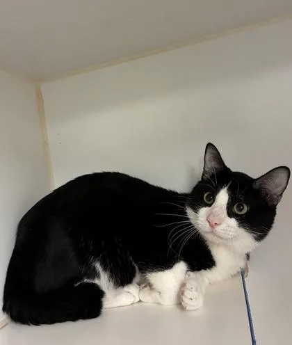 Pork Rind thumbnail 3