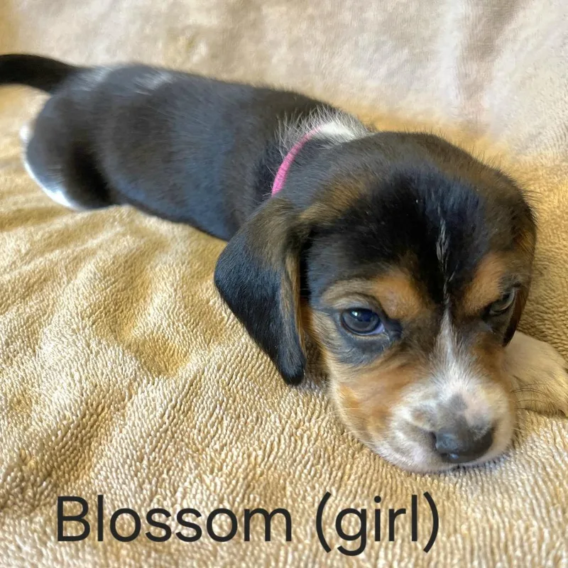 Dahlia Pup  Blossom