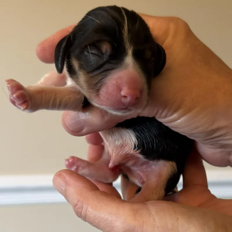 Dahlia Pup  Blossom thumbnail 2