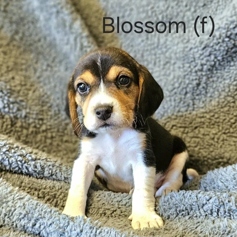 Dahlia Pup  Blossom thumbnail 3
