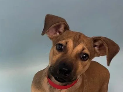A baby small-sized female Labrador Retriever dog named Carriage for adoption in Woodbury, MN