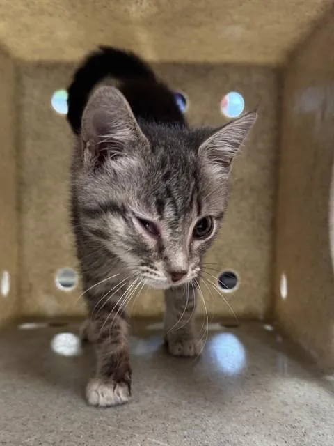 A baby small-sized female Domestic Short Hair cat named Charm for adoption in Louisville, KY