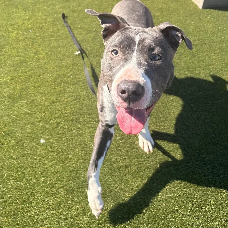 An adult medium-sized female Gray / Blue / Silver Mixed Breed dog named Bubbaley for adoption in Philadelphia, PA