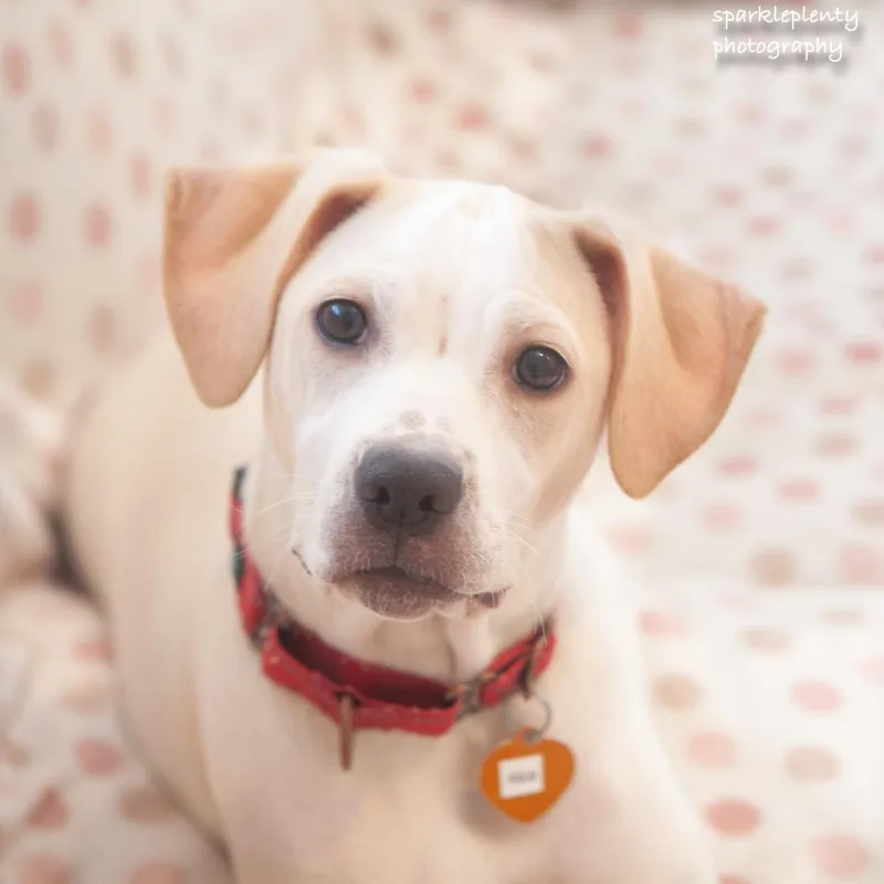 A baby medium-sized female Mixed Breed dog named Alice for adoption in Ridgefield, CT