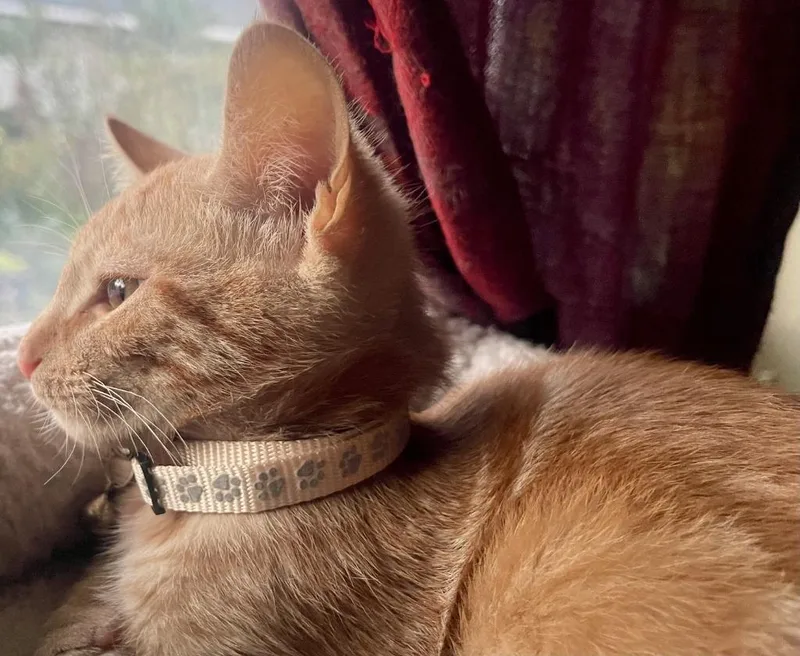 A baby small-sized male Domestic Short Hair cat named Joey for adoption in HUNTINGTON BEACH, CA