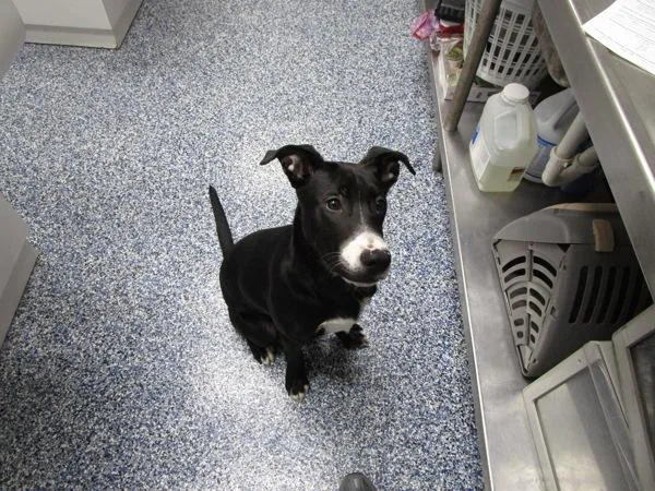 A young medium-sized male Pit Bull Terrier dog named Dumbo for adoption in Nicholasville, KY
