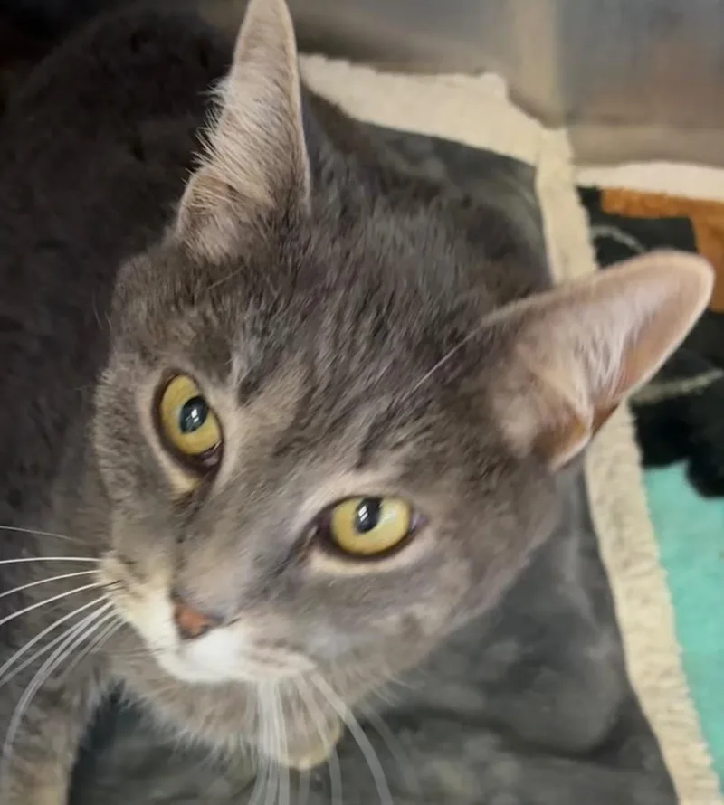 An adult large-sized female Domestic Short Hair cat named Adelyn for adoption in Elizabethton, TN