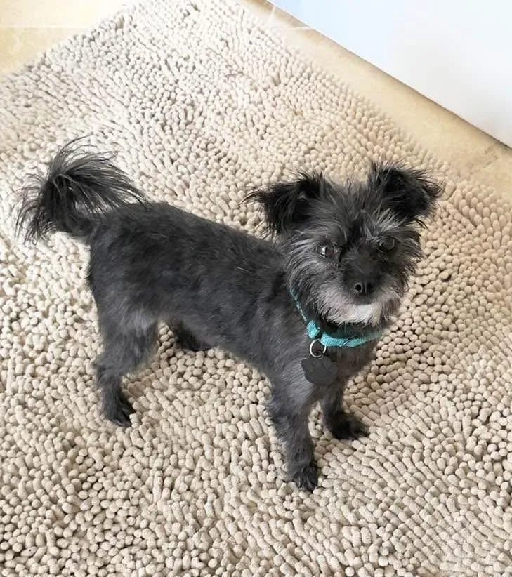 An adult small-sized female Black Yorkshire Terrier dog named Azalea for adoption in Beavercreek, OR