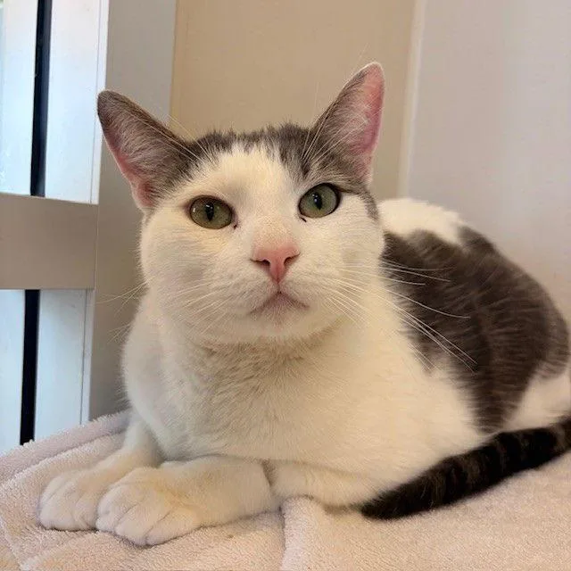 Mumu And Pepper thumbnail 3