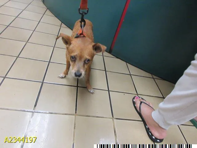 An adult small-sized female Mixed Breed dog named Vella for adoption in West Palm Beach, FL