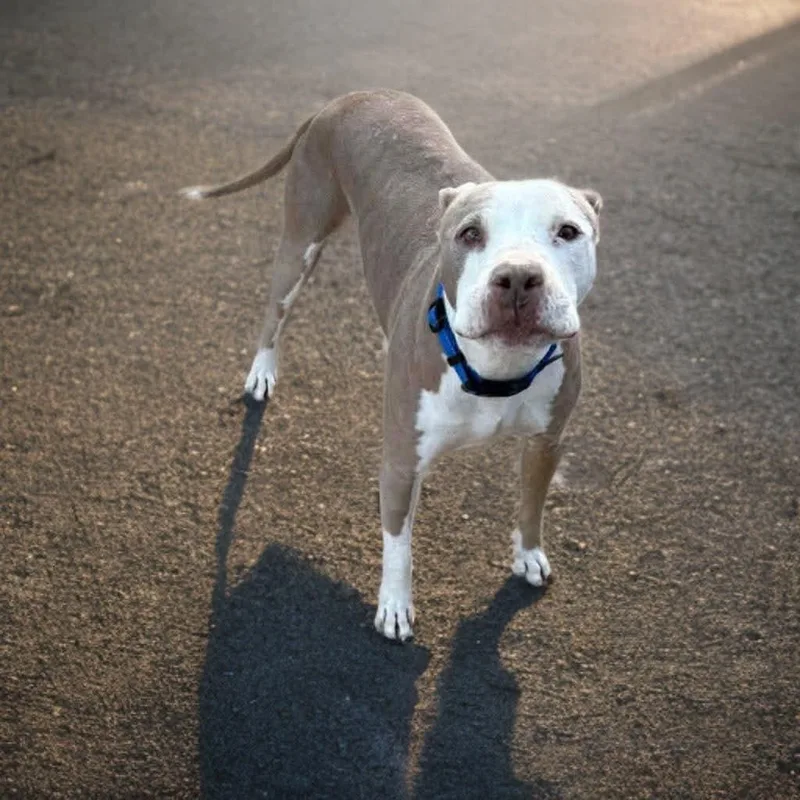 Charlie Brown thumbnail 2