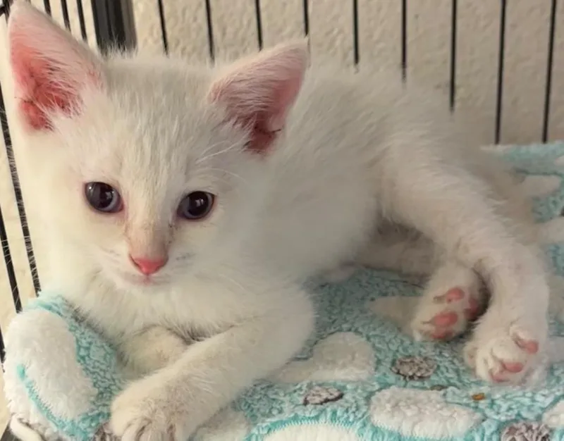 A baby small-sized male Domestic Short Hair cat named Tipper for adoption in Elizabethton, TN