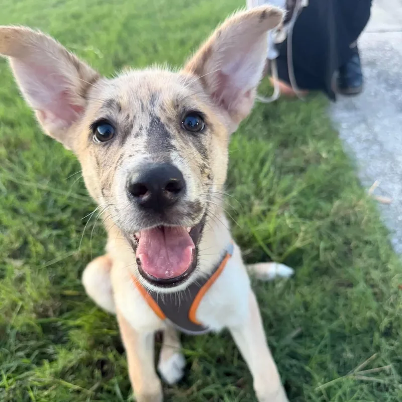 A baby medium-sized female German Shepherd Dog dog named Little Girl for adoption in Houston, TX