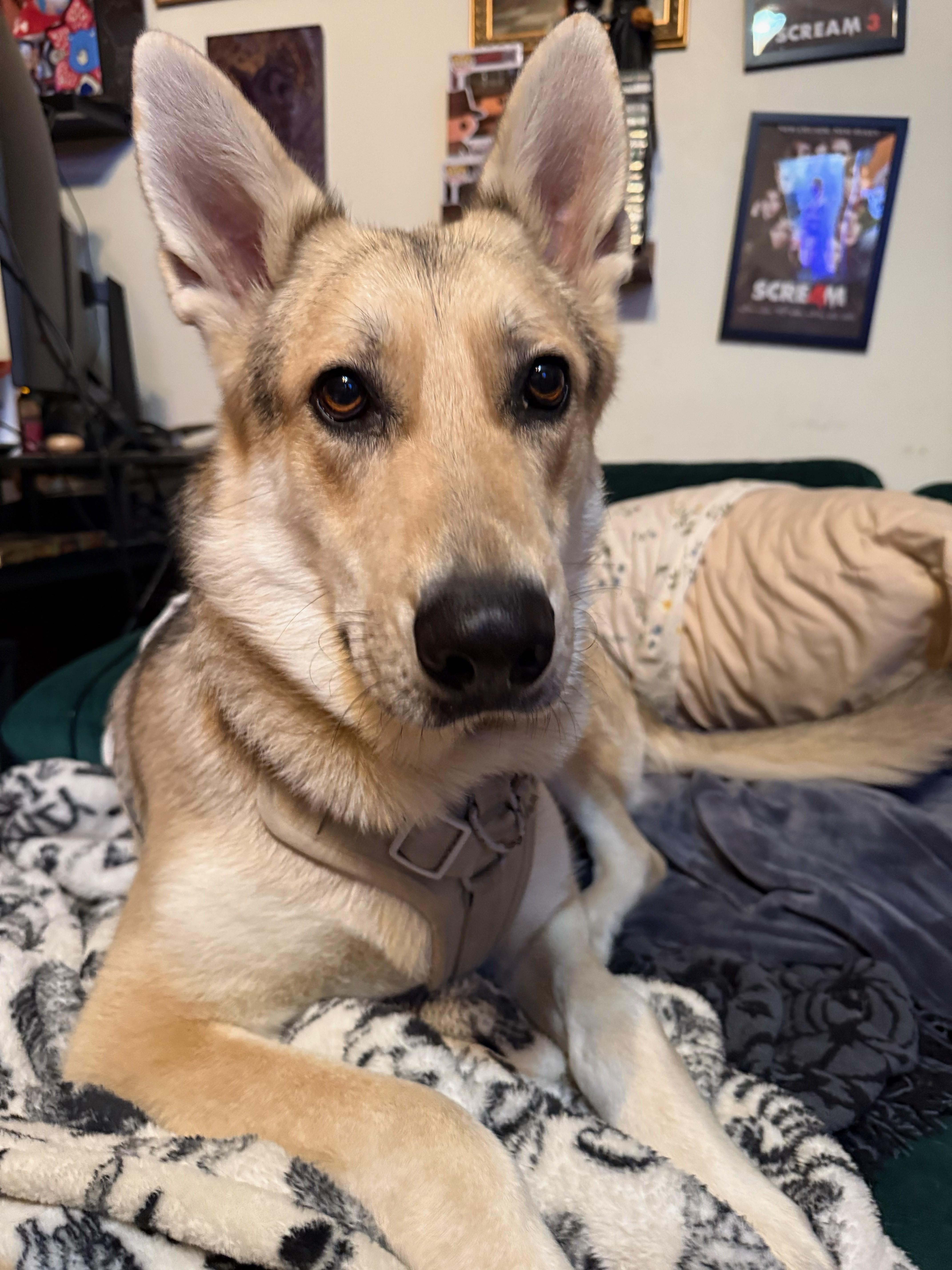 Cosmo Courage thumbnail 3