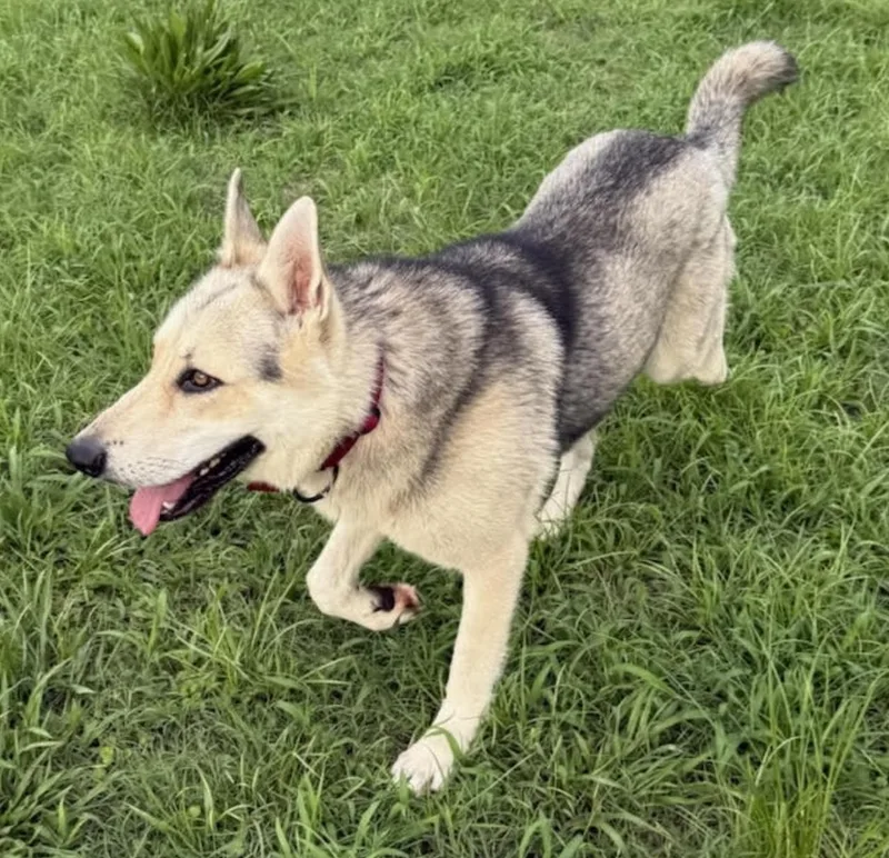 Cosmo Courage thumbnail 6