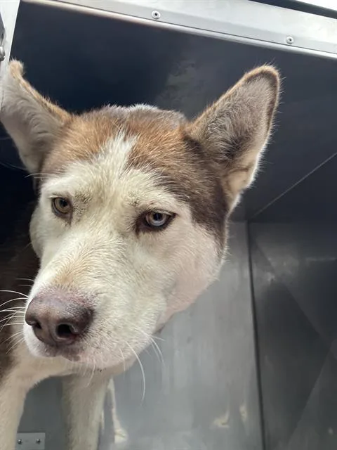 An adult large-sized female Mixed Breed dog named Lesley for adoption in Dallas, TX