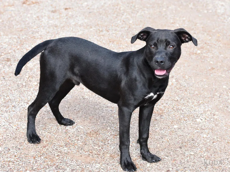A baby medium-sized male Boxer dog named Koda for adoption in Houston, TX