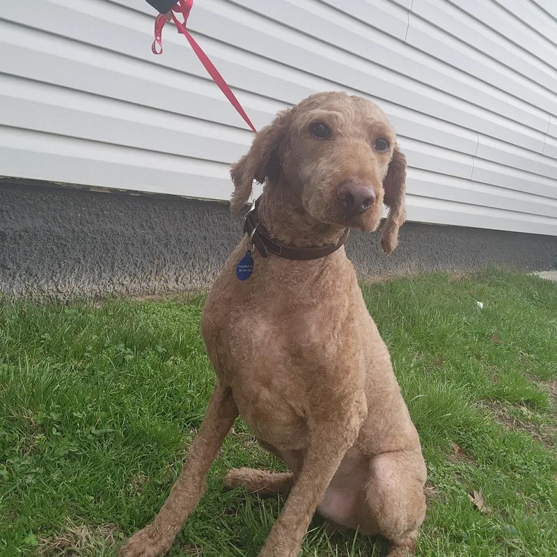 An adult large-sized male Golden Standard Poodle dog named Fritz for adoption in Tulsa, OK