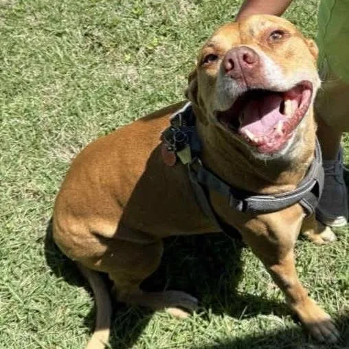 A senior small-sized female Mixed Breed dog named Daisy Mae for adoption in Decatur, AL